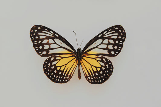 Intern Kayli Fagan creates "The Butterfly Effect" inspired by Inspira's mission